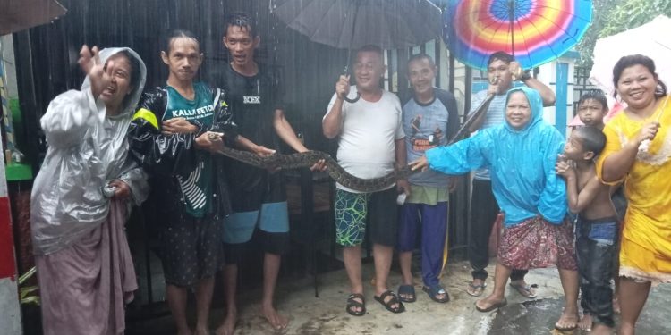 Hujan Deras, Warga Kaluku Bodoa Amankan Ular Sawah 3 Meter