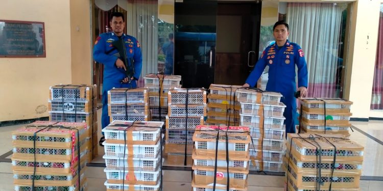 Ditpolair Baharkam Polri Berhasil Gagalkan Penyelundupan Ratusan Burung Dilindungi