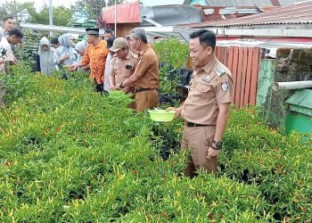 Camat Tallo Panen Perdana Cabai di Longwis Suncheo