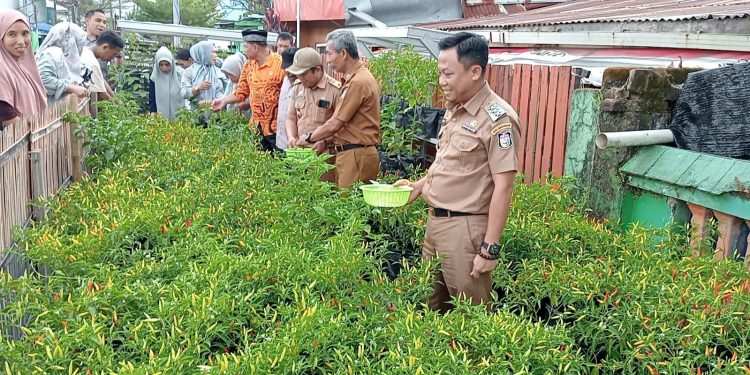 Camat Tallo Panen Perdana Cabai di Longwis Suncheo