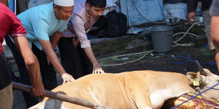 Idul Adha 1445 Hijriah, PLN UID Sulselrabar Bagikan 5 Ton Daging Hasil 74 Ekor Hewan Kurban