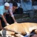 Idul Adha 1445 Hijriah, PLN UID Sulselrabar Bagikan 5 Ton Daging Hasil 74 Ekor Hewan Kurban