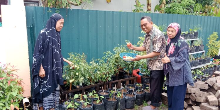 Dinas Ketahanan Pangan Kota Makassar Lakukan Monitoring dan Panen Tomat di KWT Humaira
